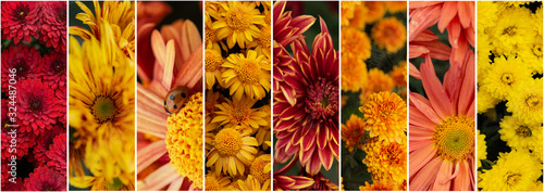 Foto Collage of photos of chrysanthemums 8 pieces in one line with a separator; natur