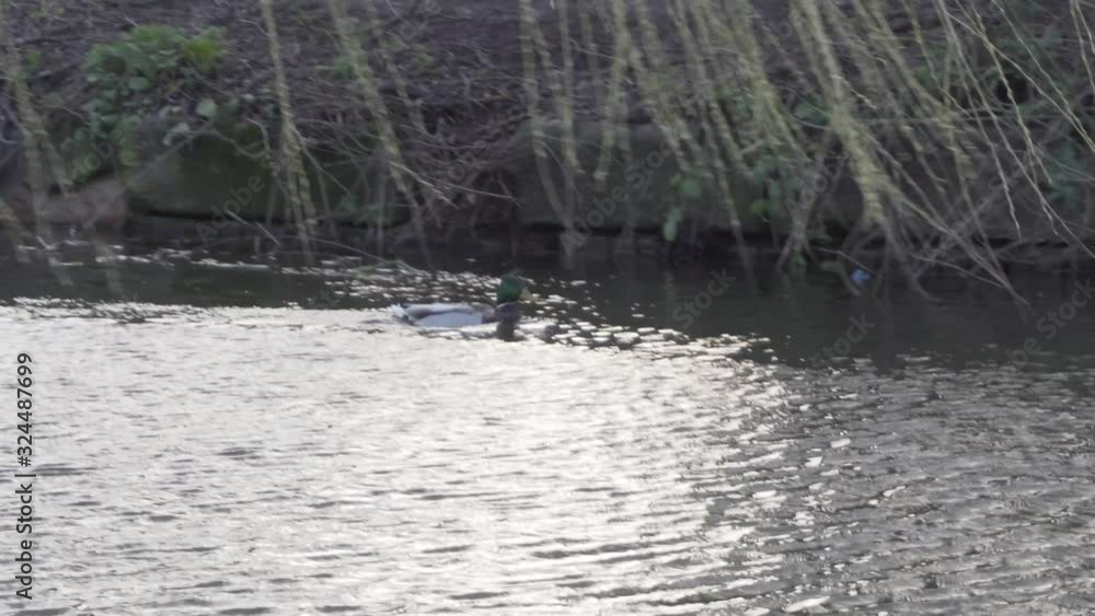 Duck swiming and looking for female duck for mating Duck swiming and looking for female duck for mating