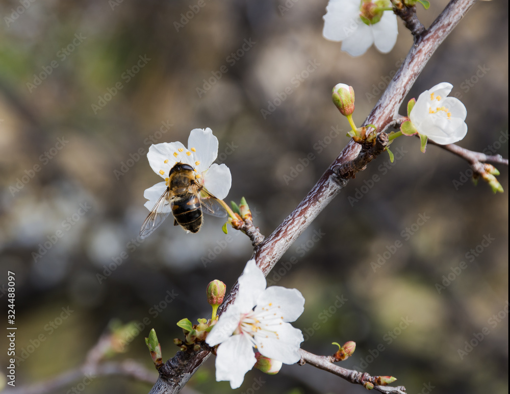 Bees close-up on spring flowers Bees close-up on spring flowers