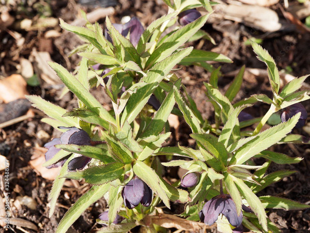 (Helleborus croaticus) Hellébore Croate
