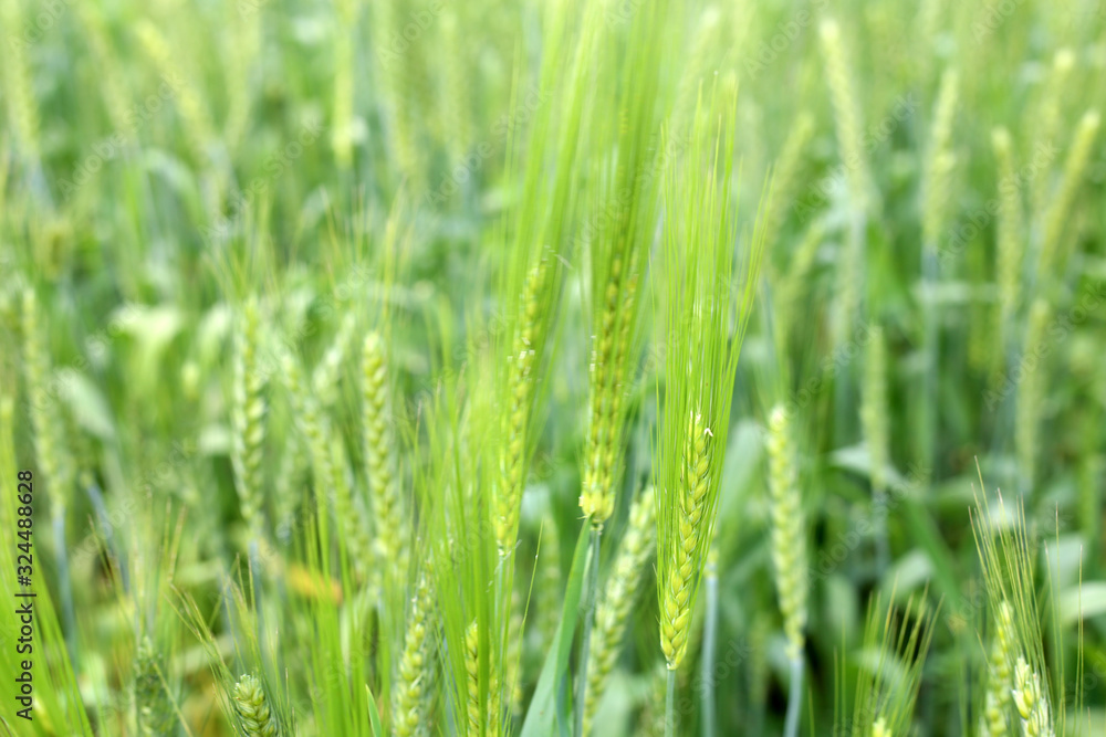 The Green Wheat whistle and Wheat bran fields
