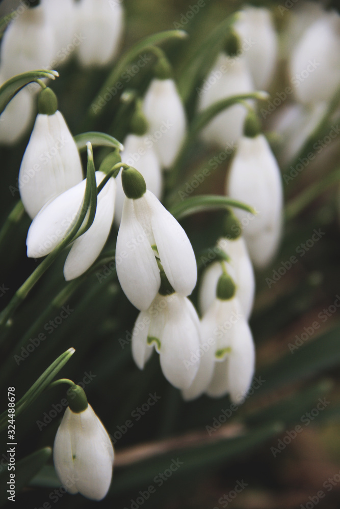 lot of beautiful snowdrops flowers lot of beautiful snowdrops flowers