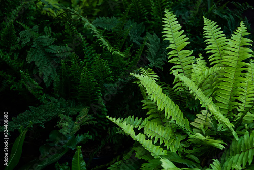 Nature background  fresh green ferns
