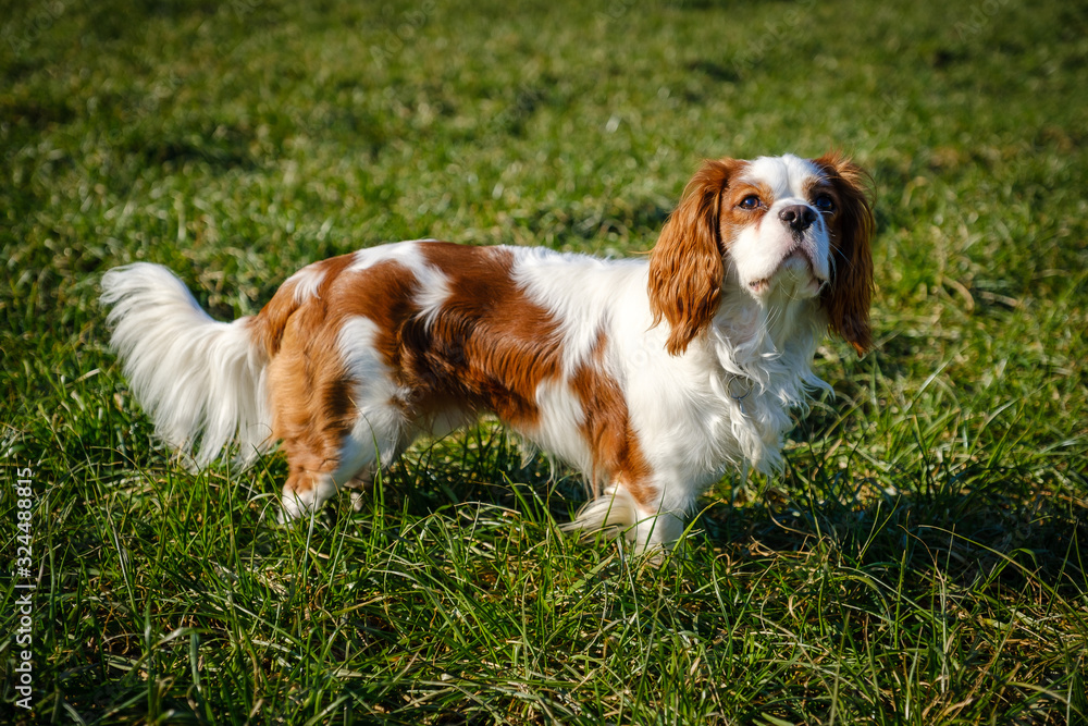 Young white and brown Cavalier King Charles spaniel on green grass