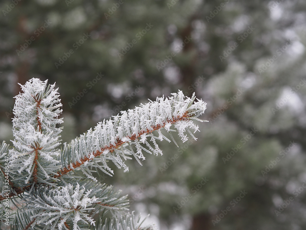 Blue spruce branch with fluffy snow in the garden in winter, closeup. Beautiful picture of a winter landscape. Coniferous tree for garden and park landscape.
