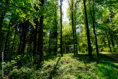 Fototapeta Naklejka Na Ścianę i Meble -  Golden Autumn Forest Landscape with Colorful Foliage and Sunlight Filtering Through Trees