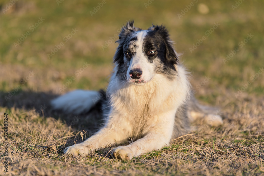 Fototapeta premium Photo of a Border Collie dog