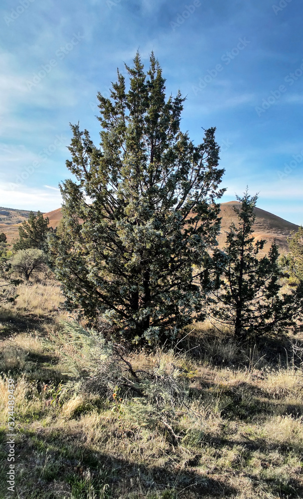 A tree with pyramids in the background in a semi desert environment with grass and weeds in the John Day Fossil Beds Painted Hills Unit in Mitchell Oregon. A tree with pyramids in the background in a semi desert environment with grass and weeds in the John Day Fossil Beds Painted Hills Unit in Mitchell Oregon.