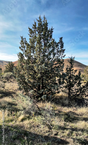 A tree with pyramids in the background in a semi desert environment with grass and weeds in the John Day Fossil Beds Painted Hills Unit in Mitchell Oregon.