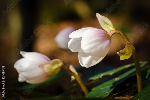 White hellebore flower in early spring