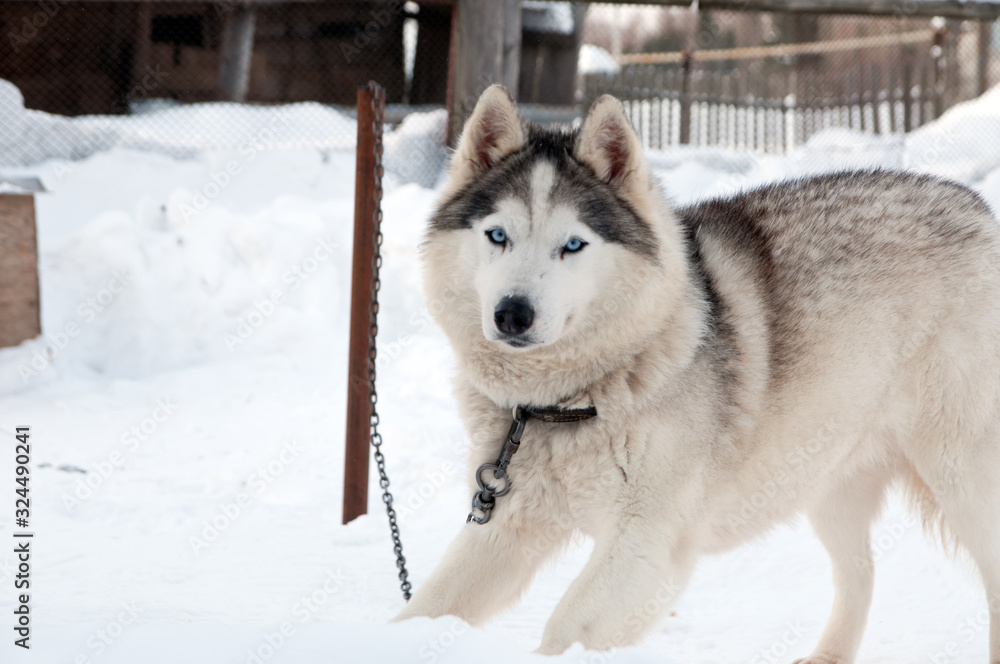 dogs breed husky walking on the street dogs breed husky walking on the street