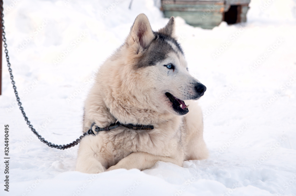 dogs breed husky walking on the street dogs breed husky walking on the street
