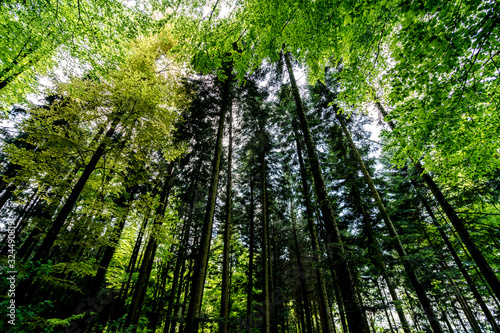 a forest somewhere in switzerland