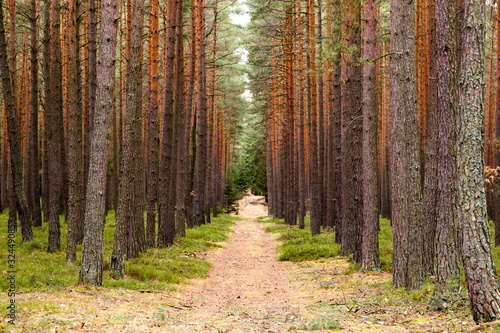 Road in pine forest. Autumn. Czech Republic.