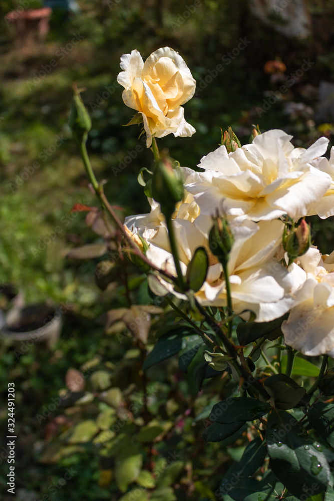 Beautiful pink rose in a garden. Color - cream. Shot against other roses in the yard. Rose thorns, spines and leaves. Soft focus Beautiful pink rose in a garden. Color - cream. Shot against other roses in the yard. Rose thorns, spines and leaves. Soft focus