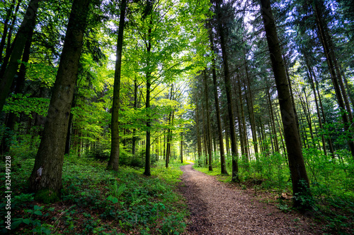 a forest somewhere in switzerland