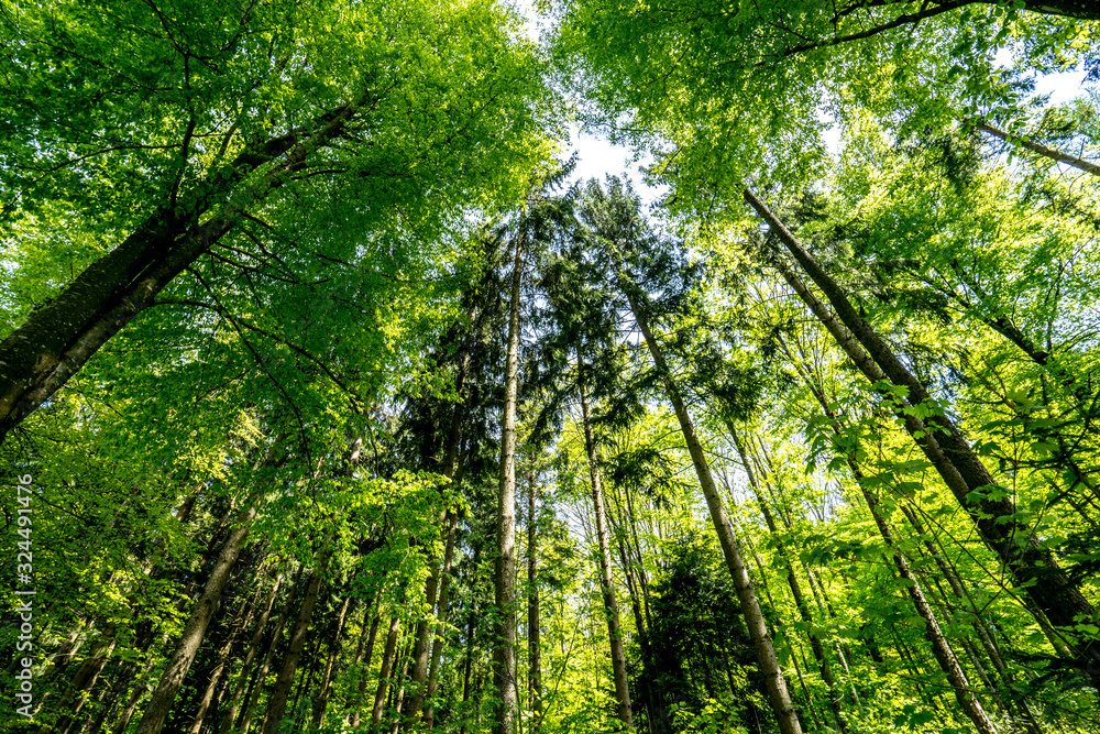a forest somewhere in switzerland a forest somewhere in switzerland