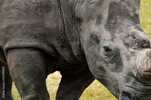 Nashorn in der Natur; Big 5; Südafrika