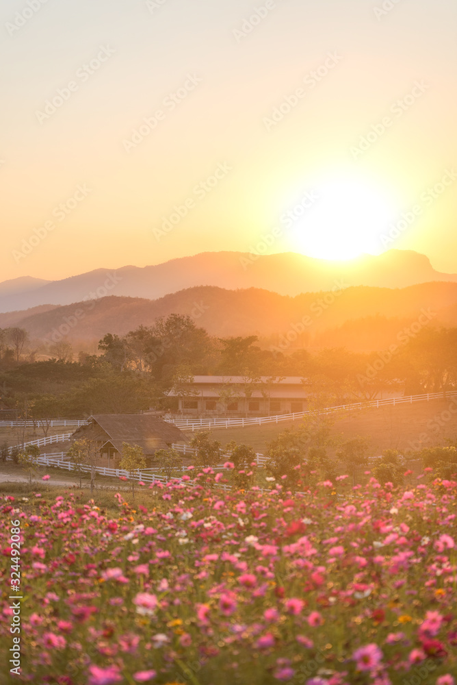 The scenery of sunset over the cosmos flower field in Chiang Rai, Thailand.