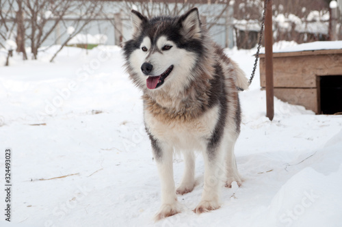 dogs breed husky walking on the street