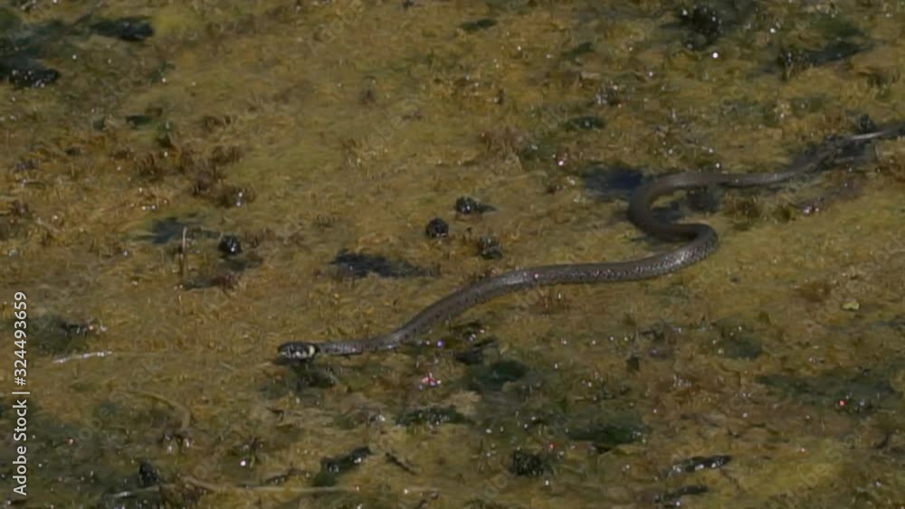 The snake crawls across the swamp The snake crawls across the swamp