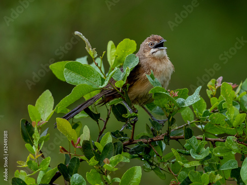 This moustached warbler was keeping the very heavy rain in Nairobi National Park, Kenya.