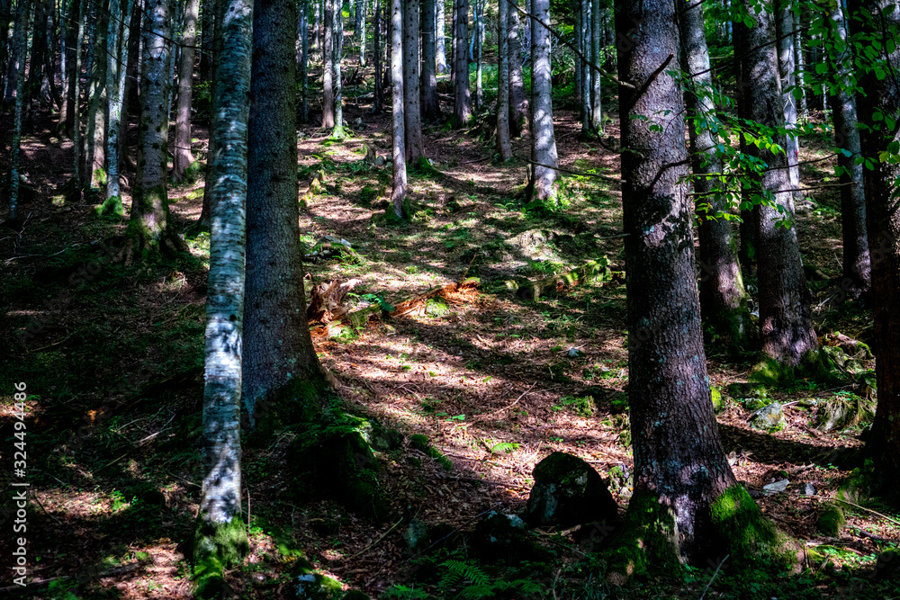 Fototapeta premium Peaceful Forest Landscape with Morning Rays, Golden Hour Light in a Vibrant Forest