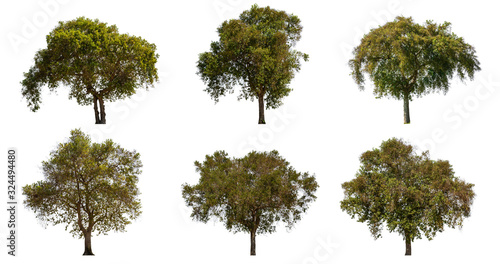Collection of large tropical green tree isolated on white. Saved with clipping path