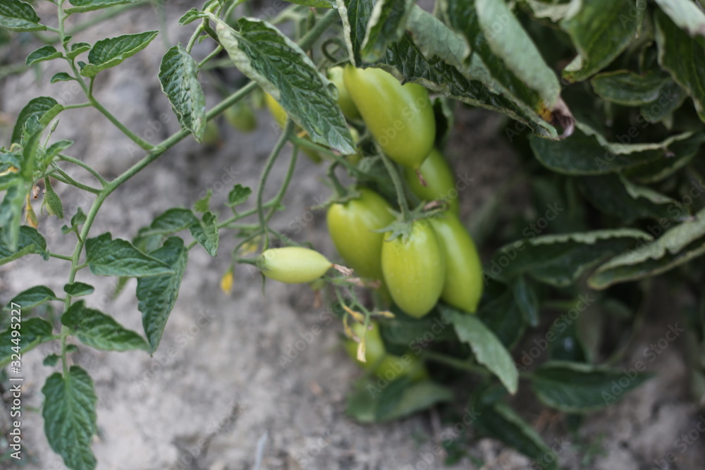 The Green Tomato Tree and Tomato tussock