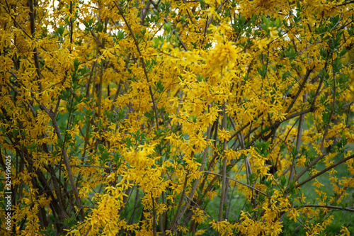 Fototapeta Naklejka Na Ścianę i Meble -  Yellow flowers of bush Forsythia in spring bloom
