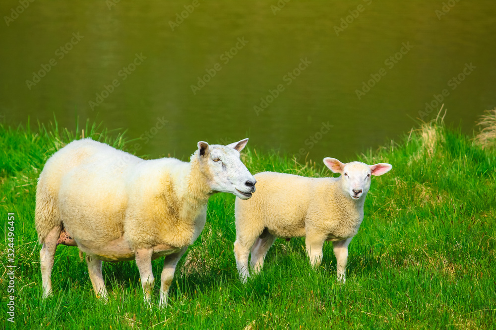 Obraz premium Two sheeps mother and lamb green meadow near a lake. Spring in Norway territory.