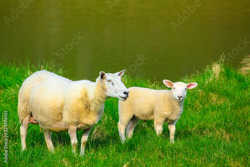 Obraz na plátně Two sheeps mother and lamb green meadow near a lake