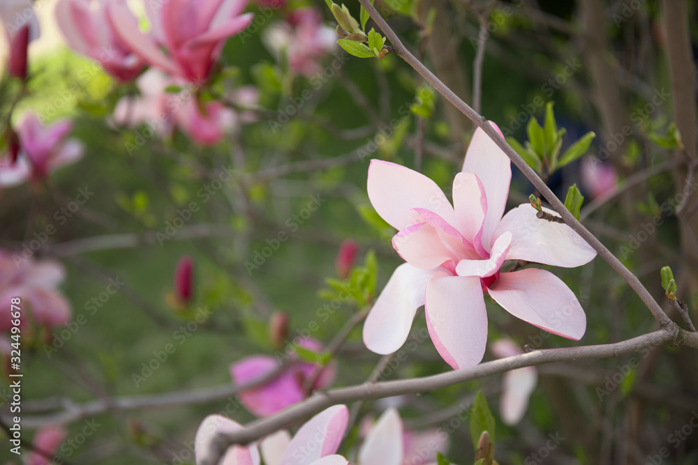 Fototapeta premium Spring flowers blossom background. Beautiful nature scene with blooming tree.