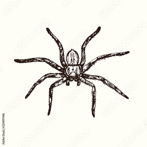 Spider top view, hand drawn doodle, drawing in gravure style, sketch illustration, design element