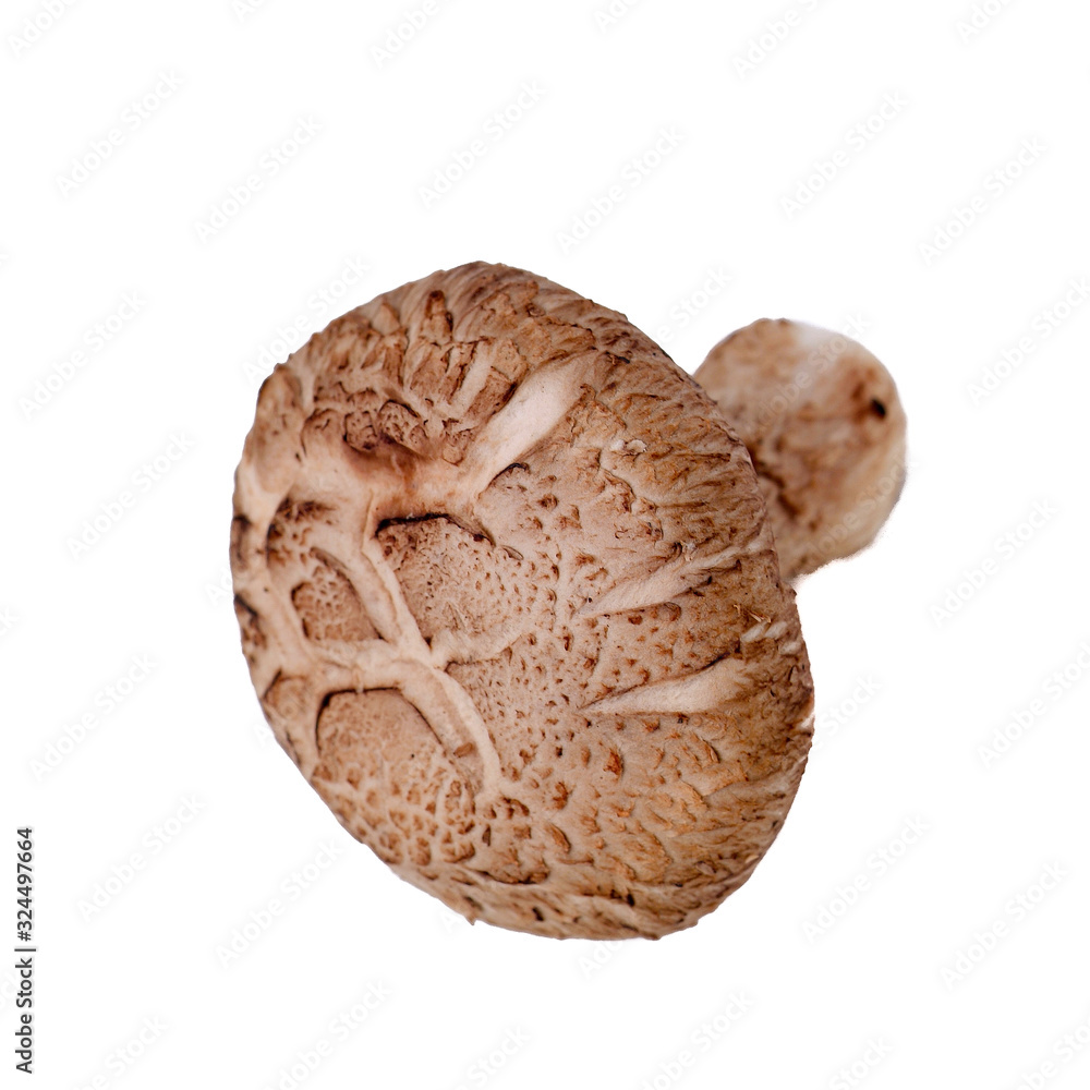 mushroom or mushroom with concept on background new. mushroom or mushroom with concept on background new.