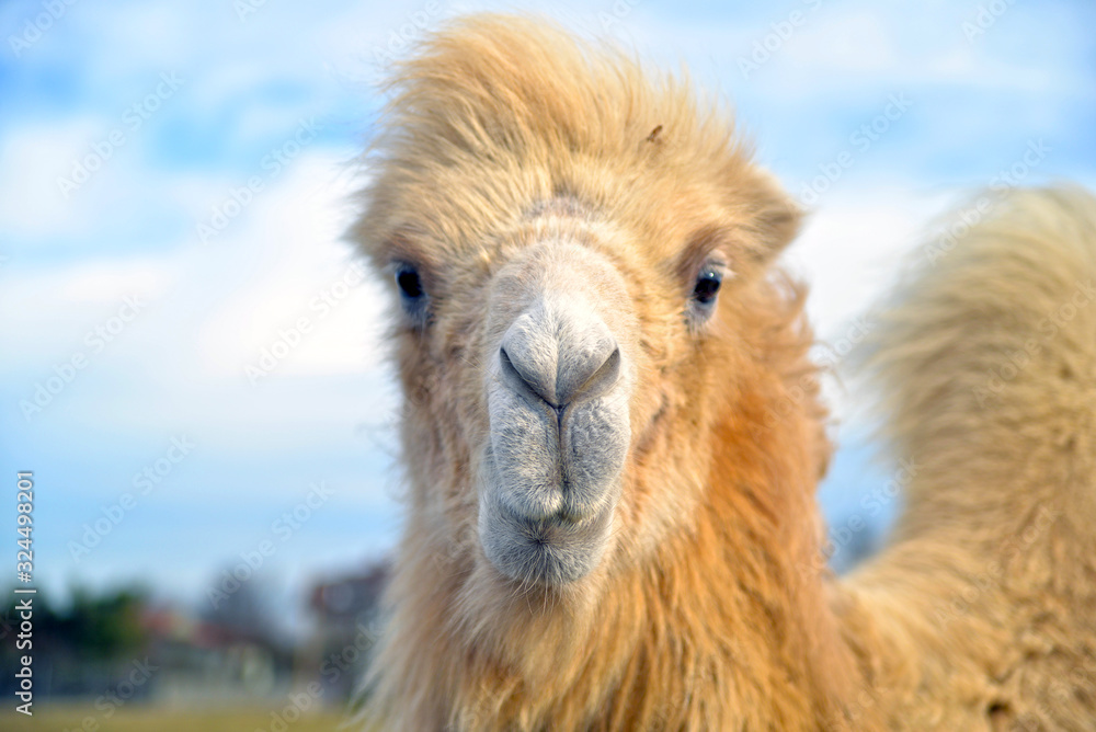 Obraz premium portrait of a camel