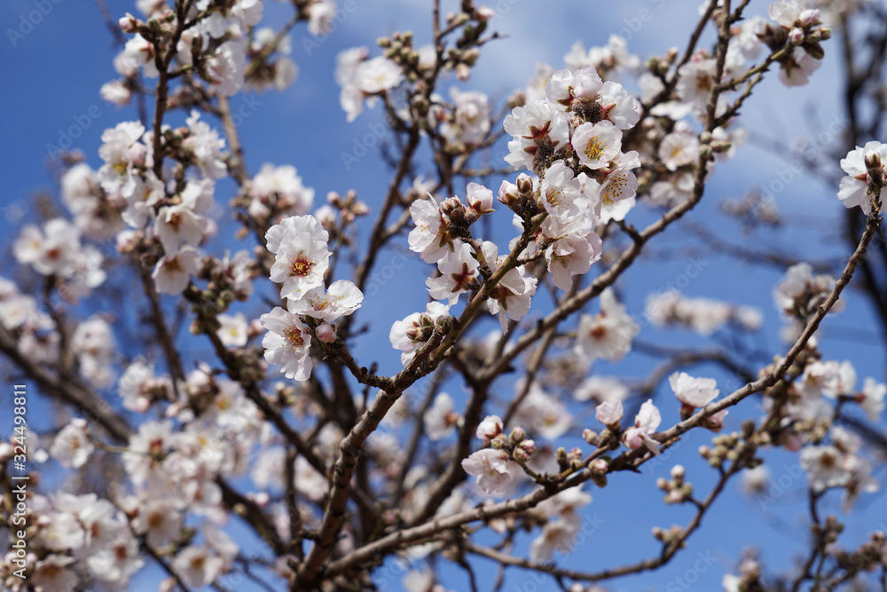 Wild Moroccan almond tree in bloom detail macro view with blue sky background Wild Moroccan almond tree in bloom detail macro view with blue sky background