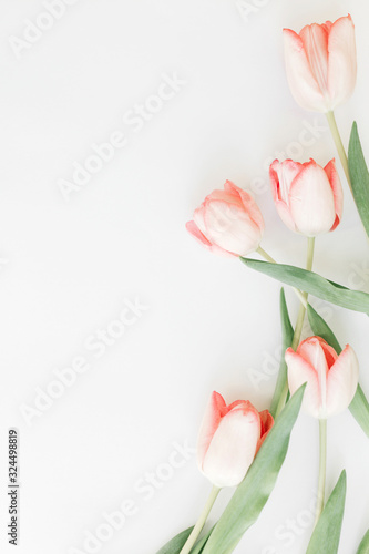 Fototapeta Naklejka Na Ścianę i Meble -  Spring flat lay. Pink tulips border on white background, space for text. Stylish soft spring image. Floral Greeting card mockup. Happy women's day. Happy Mothers day. Creative vertical photo