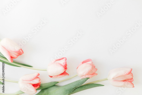 Fototapeta Naklejka Na Ścianę i Meble -  Pink tulips border flat lay on white background, space for text. Stylish soft spring image. Floral Greeting card mockup. Creative minimal  photo. Happy women's day. Happy Mothers day.