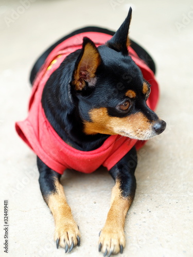 black fat cute miniature pincher dog wearing red shirt laying on cold grey concrete floor