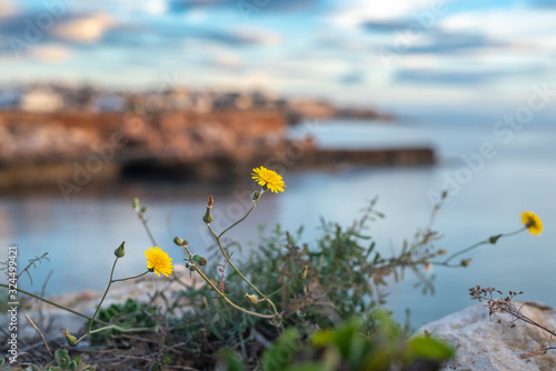 Yellow dandelions flowers on the edge of a cliff of mediterranean sea on blurred shore background photo