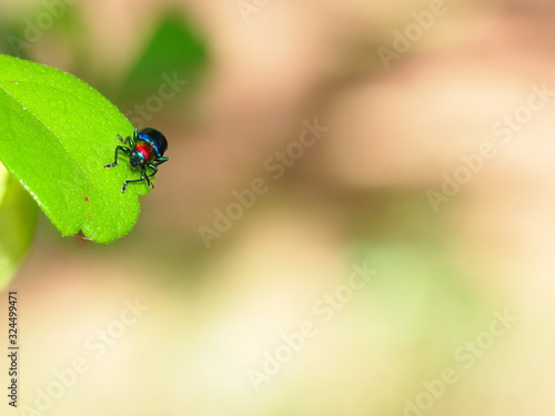 blue bug beatles on a green leaf in nature with plenty of copy space