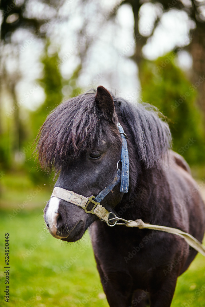 Fototapeta premium Cute pony with long mane at natural park,enjoying nice weather,life is good