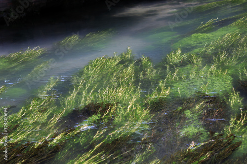 Algas en el fondo del río © Leyre