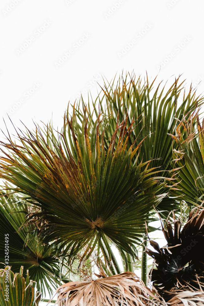 Obraz premium Close up of cup of tropical palm with the sky behind. Vertical composition