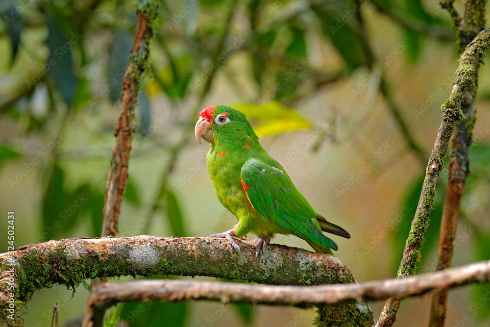 Crimson-fronted Parakeet (Aratinga finschi) portrait of light green parrot with red head, Costa Rica. Wildlife scene from tropical nature. Bird in the habitat. Crimson-fronted Parakeet (Aratinga finschi) portrait of light green parrot with red head, Costa Rica. Wildlife scene from tropical nature. Bird in the habitat.