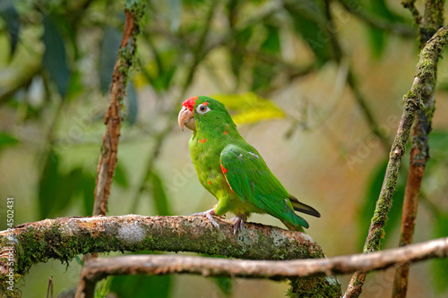 Crimson-fronted Parakeet (Aratinga finschi) portrait of light green parrot with red head, Costa Rica. Wildlife scene from tropical nature. Bird in the habitat.