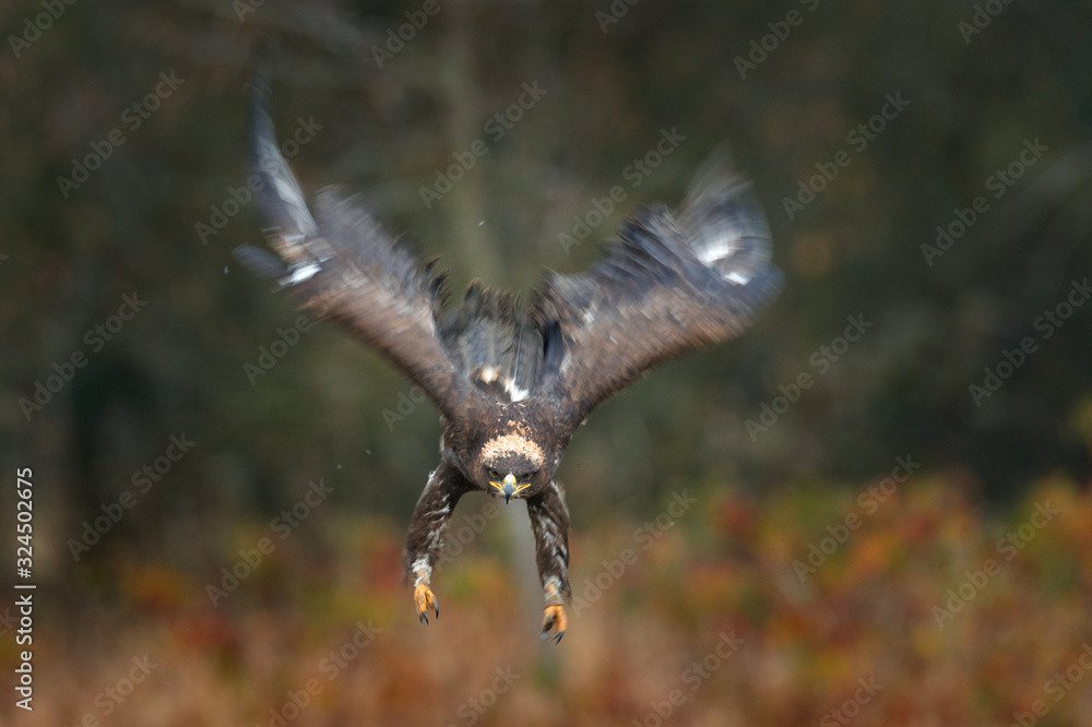 Obraz premium Steppe Eagle, Aquila nipalensis, sitting on the meadow, forest in background. Wildlife scene from nature. Detail portrait of eagle. Bird in the grass.