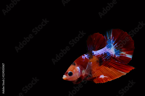 Beautiful fighting fish of many colors with a black background