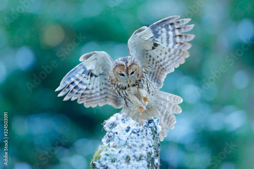 Flying owl in the snowy forest. Action scene with Eurasian Tawny Owl, Strix aluco, with nice snowy blurred forest in background. photo